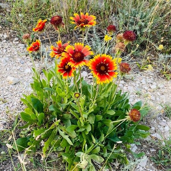 Gaillardia aristata Листок