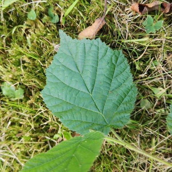 Corylus avellana List