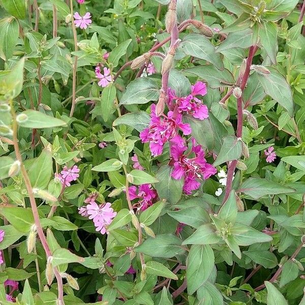 Clarkia unguiculata പുഷ്പം