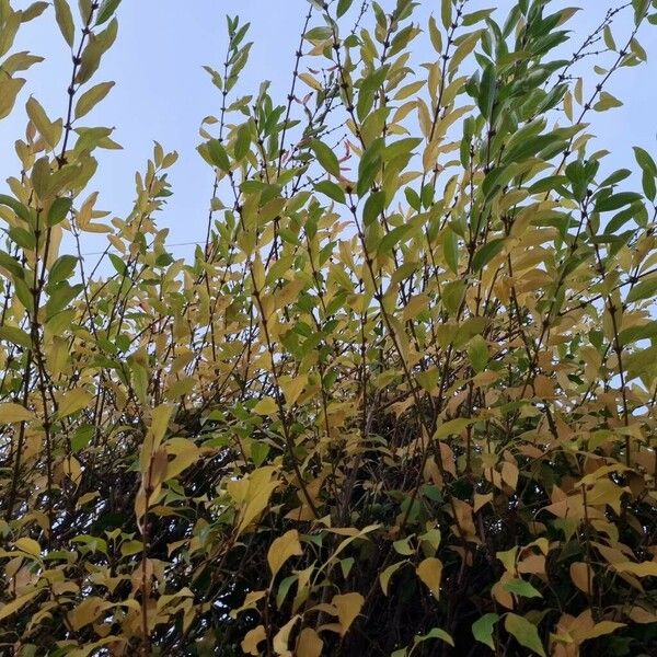 Forsythia viridissima Habitus