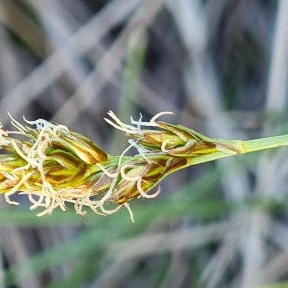 Carex arenaria Кветка