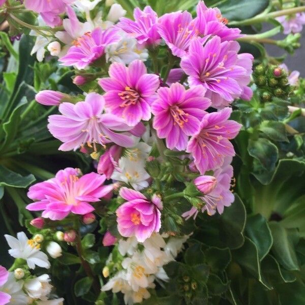 Schizanthus pinnatus Flor