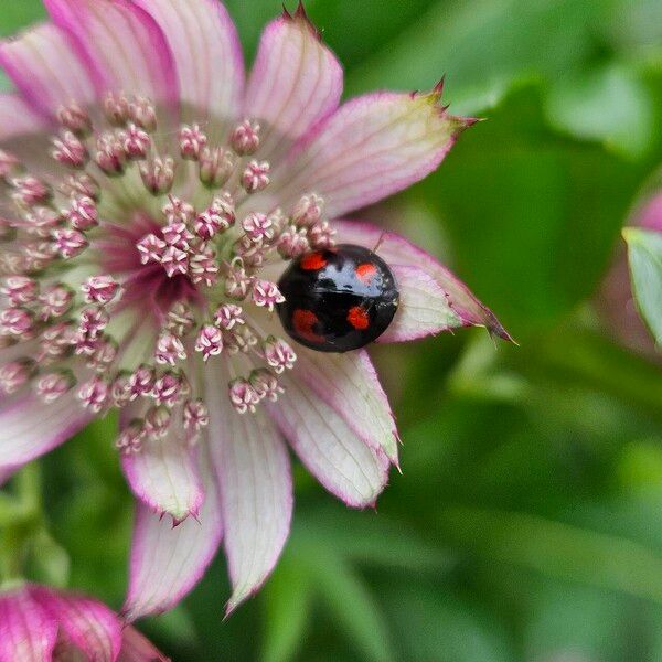 Astrantia major 花