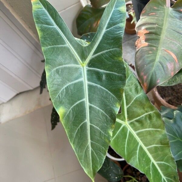 Alocasia longiloba Folha