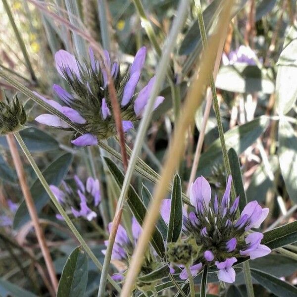 Bituminaria bituminosa Blomst