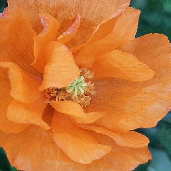 Papaver atlanticum Flower