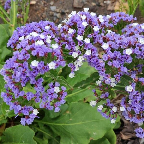 Limonium sinuatum 花