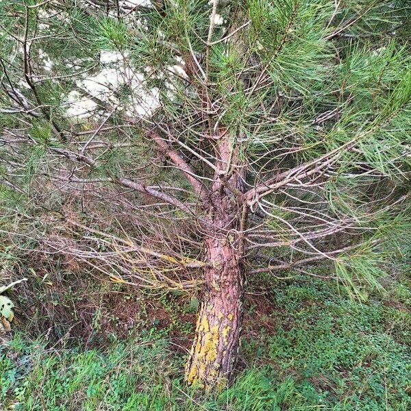 Pinus pinaster Bark