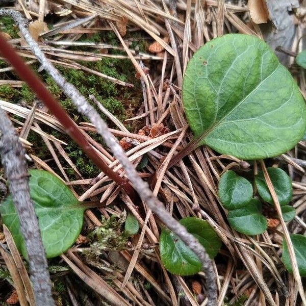 Pyrola chlorantha Blatt