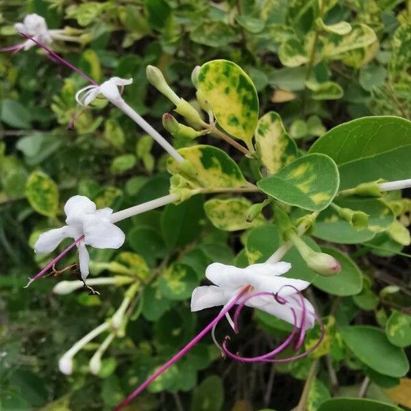 Volkameria inermis Blomst