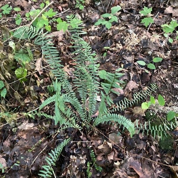 Asplenium platyneuron Folha