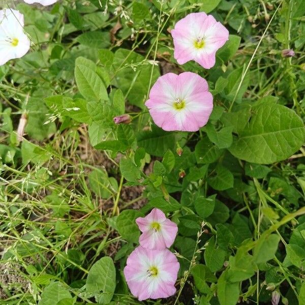 Convolvulus arvensis Celota