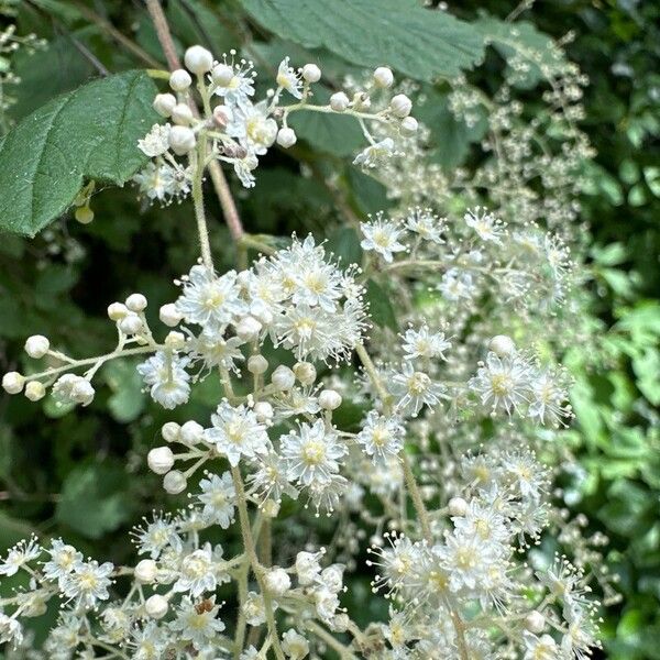 Holodiscus discolor Kukka