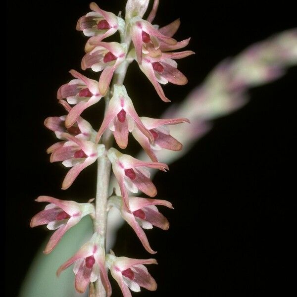 Bulbophyllum pumilum Flower