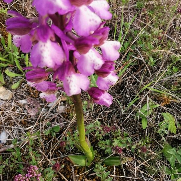 Anacamptis morio 葉