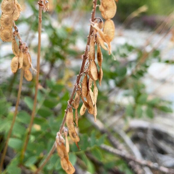 Astragalus alpinus Frugt