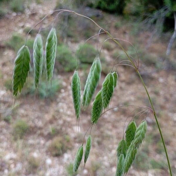 Bromus squarrosus Flor