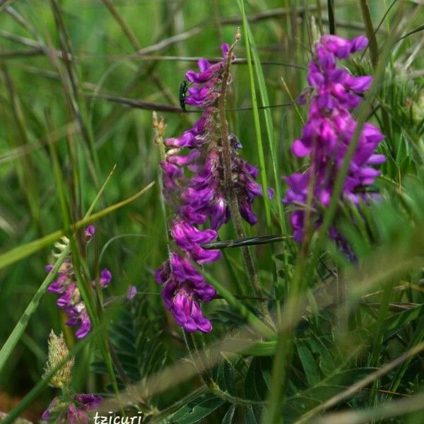 Vicia villosa Flor