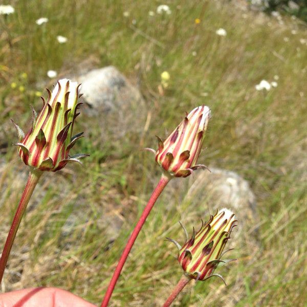 Agoseris grandiflora फूल