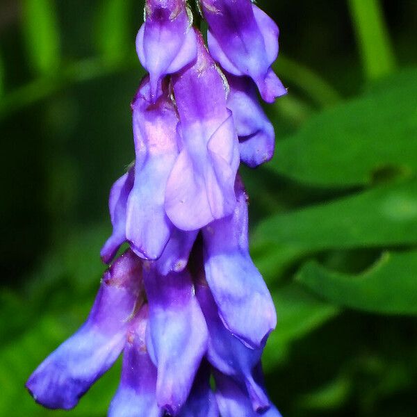 Vicia cracca Blüte