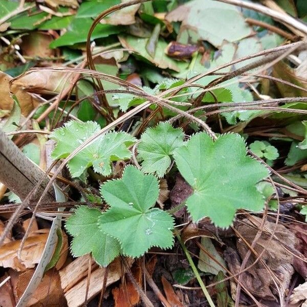 Alchemilla acutiloba Листок