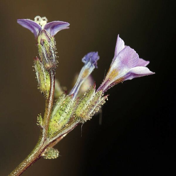 Gilia sinuata 花