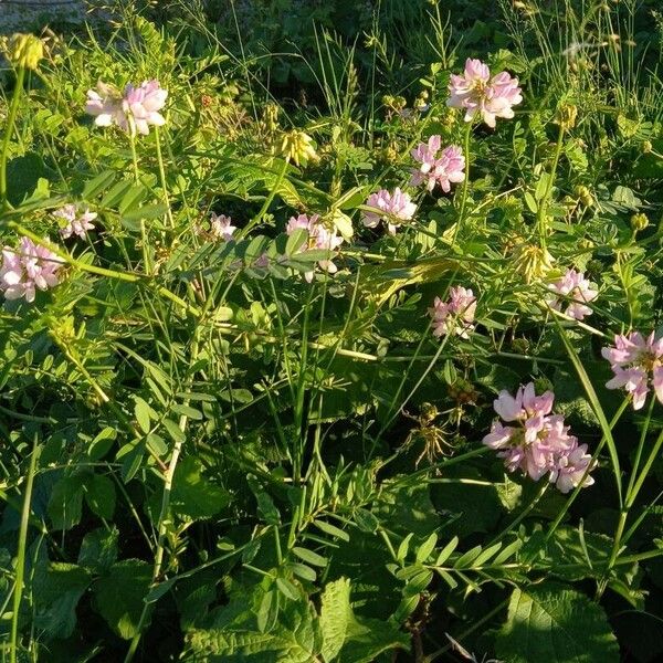 Coronilla varia Elinympäristö