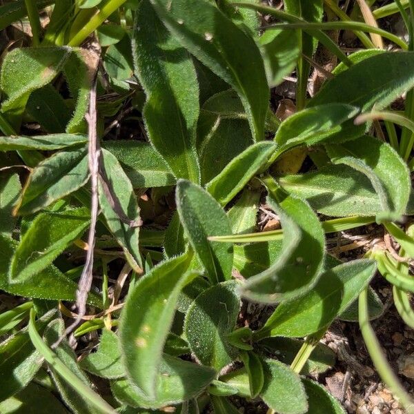 Aster alpinus Leaf