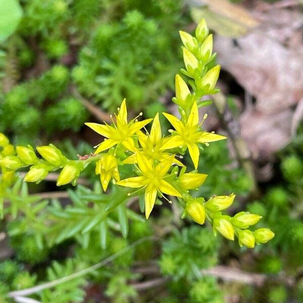 Sedum sexangulare Flower