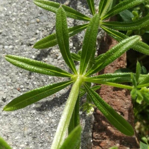 Galium tricornutum Deilen