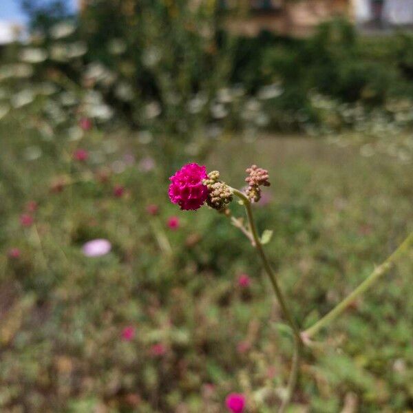 Boerhavia coccinea 花