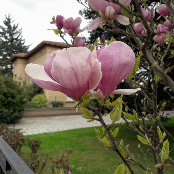 Magnolia × soulangeana Квітка