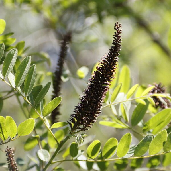 Amorpha fruticosa Flors