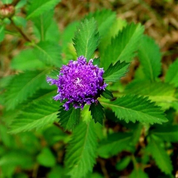 Centratherum punctatum Flower