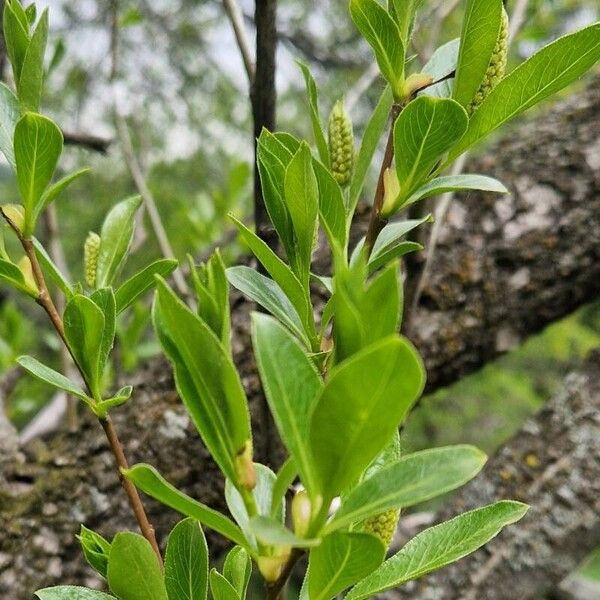 Salix pentandra Fuelha