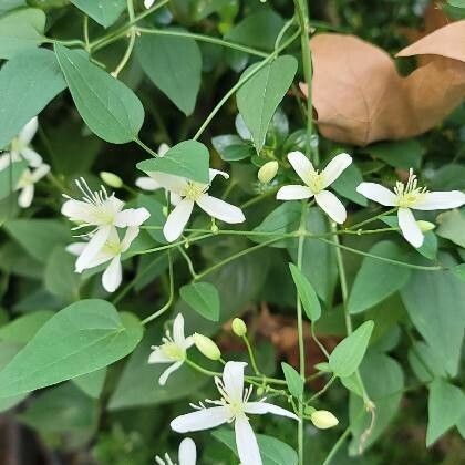 Clematis terniflora Blad