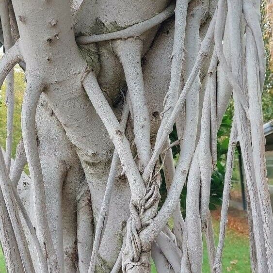 Ficus microcarpa Écorce