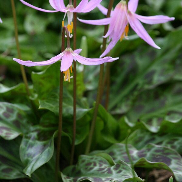 Erythronium revolutum Blomst