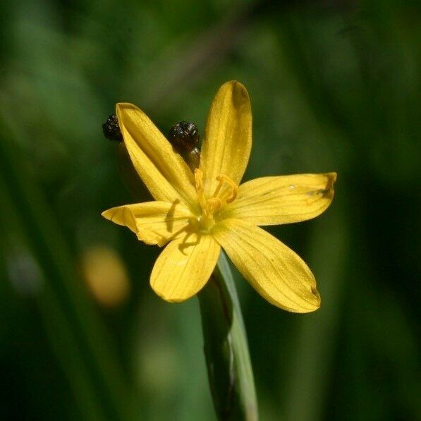 Sisyrinchium californicum 花