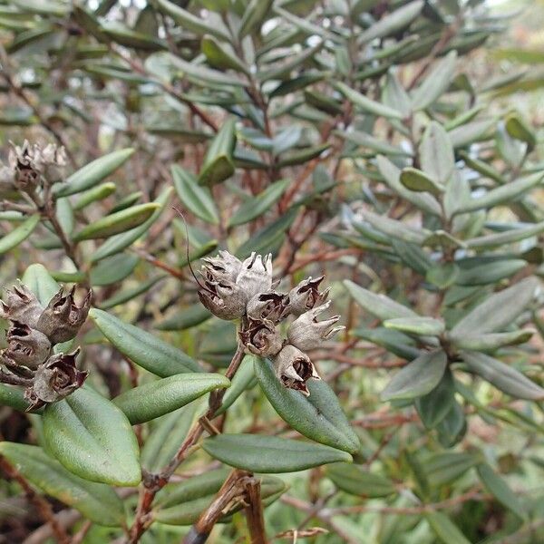 Metrosideros humboldtiana Fruit