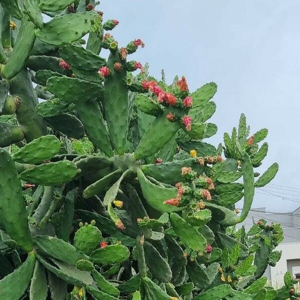 Opuntia cochenillifera Кветка