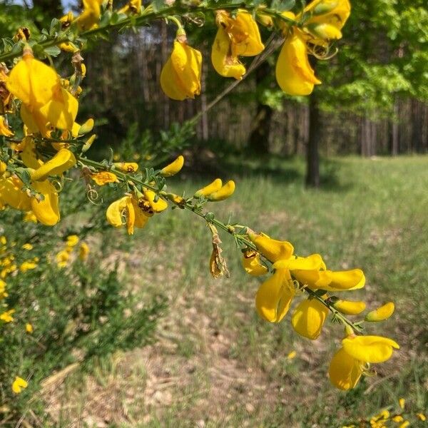 Cytisus striatus Flower