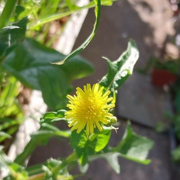 Sonchus oleraceus Λουλούδι