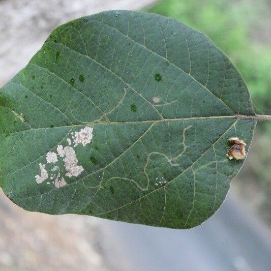 Cordia africana Foglia