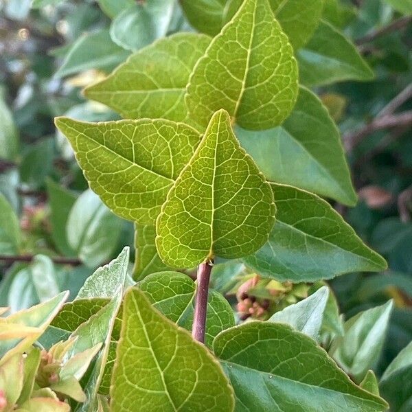 Abelia chinensis Leaf