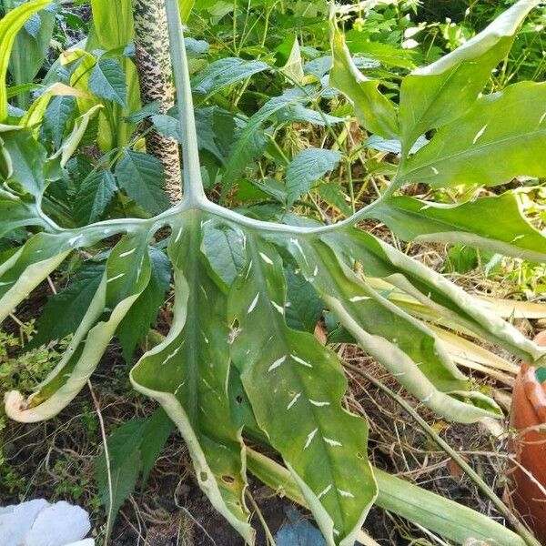 Dracunculus vulgaris Liść