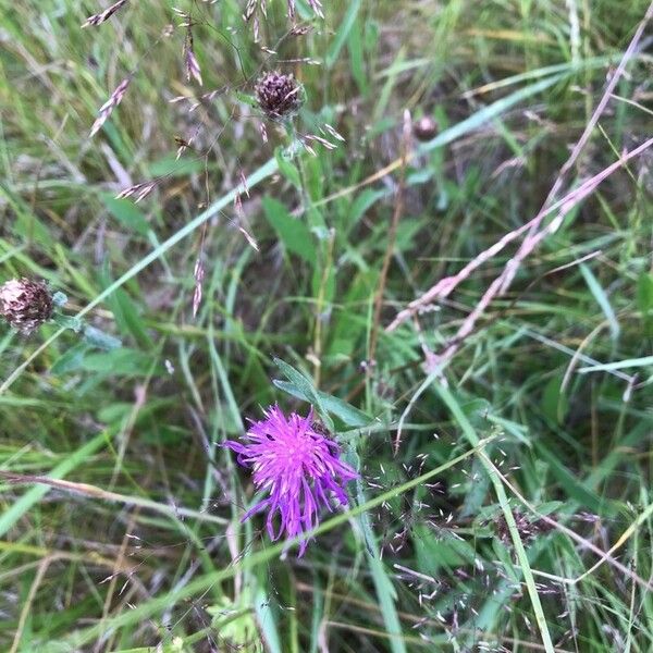 Centaurea nigra Blomst