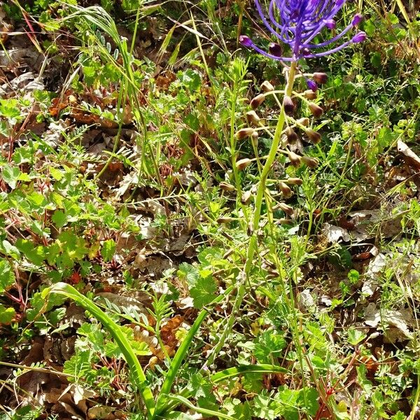 Muscari comosum Характер