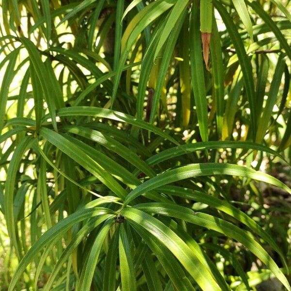 Podocarpus henkelii Leaf