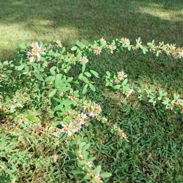 Lespedeza virginica Цветок